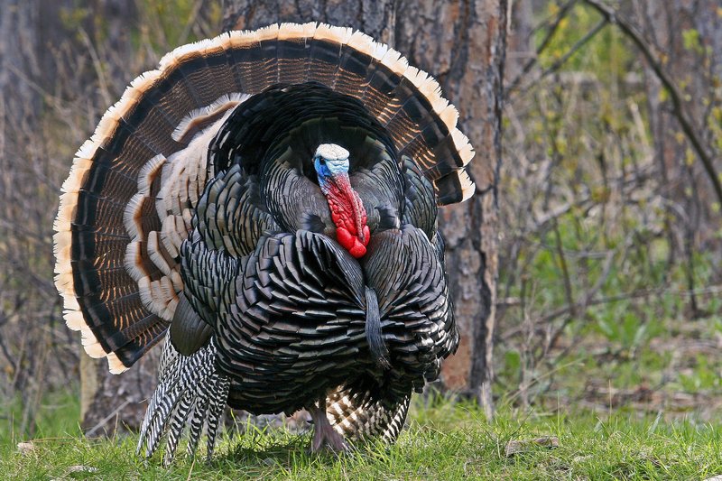 Bush Turkey