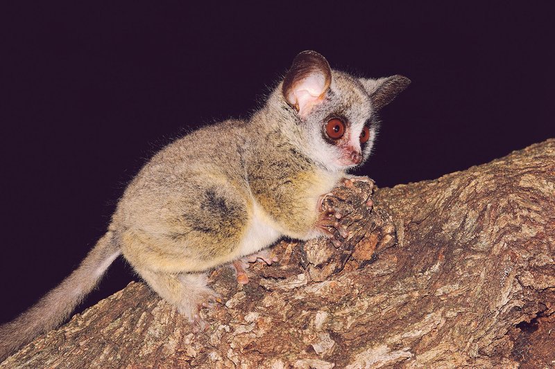 Bushbaby
