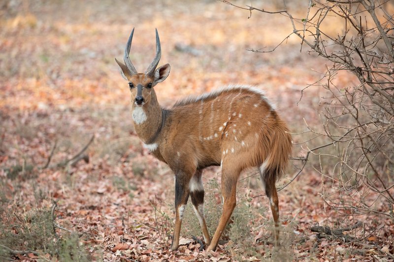Bushbuck