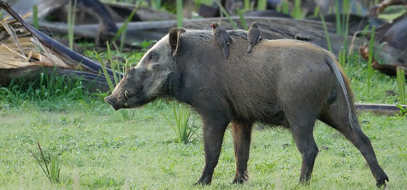 Bushpig