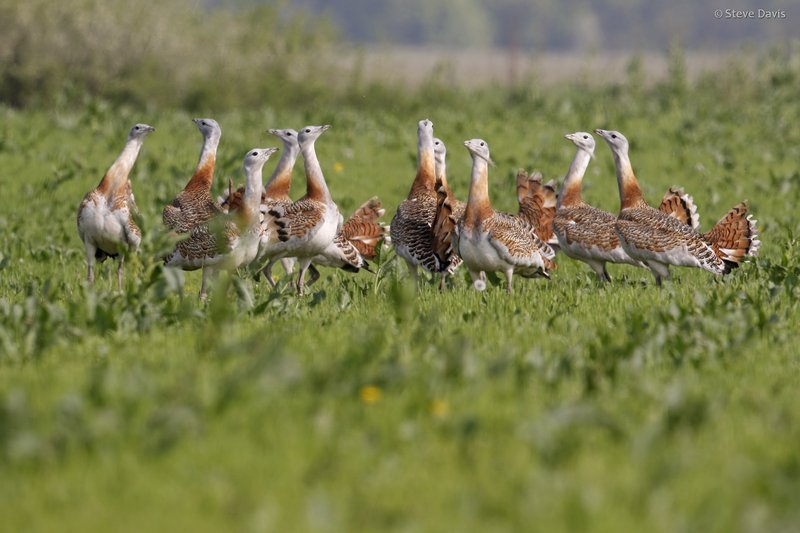 Bustard