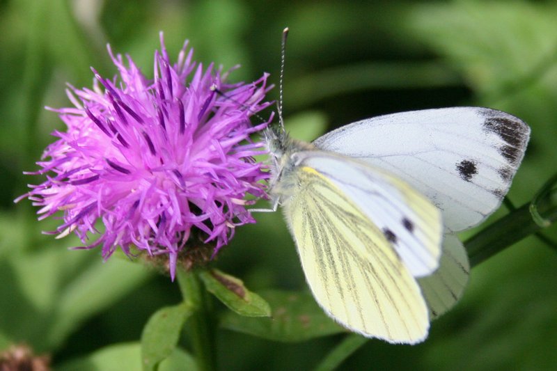 Cabbage White Butterfly
