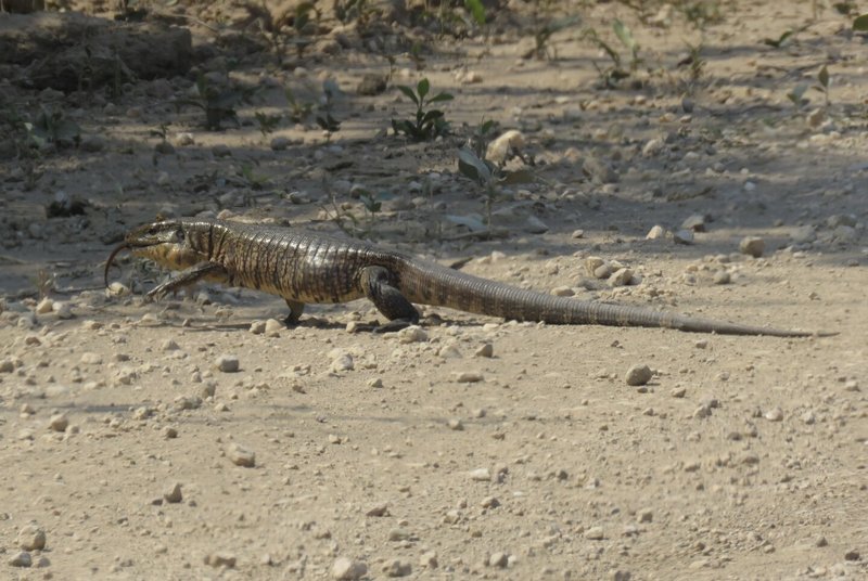 Caiman Lizard