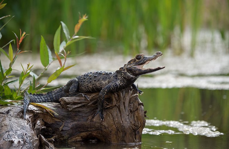 Caiman
