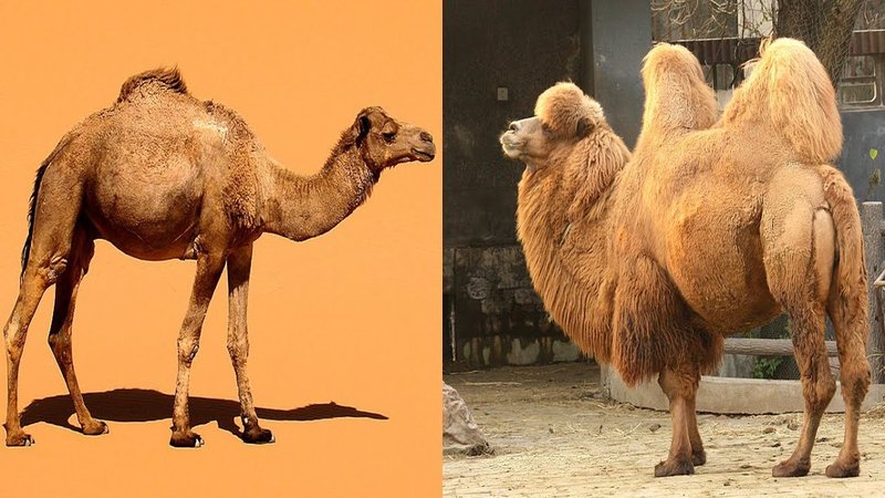 Camel Breeds: Dromedary Vs Bactrian Â€“ Differences And Uses