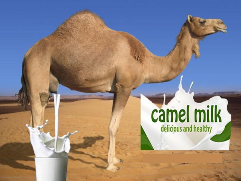 Camel Milk: Nutritional Benefits And Milking Practices