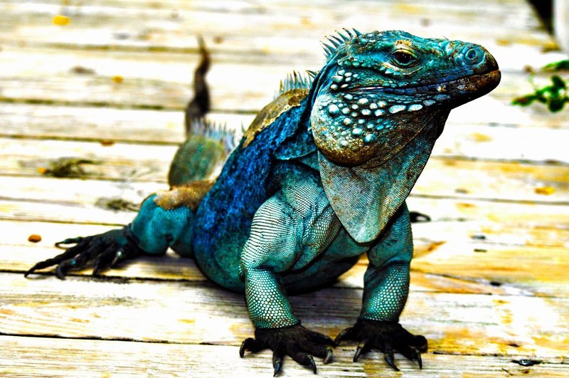 Can A Blue Iguana Live Indoors Or Outdoors?