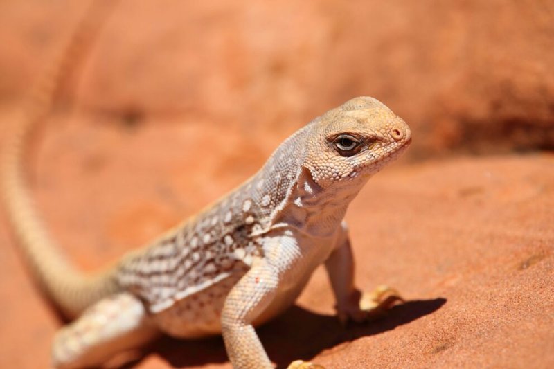 Can A Desert Iguana Live Indoors Or Outdoors?