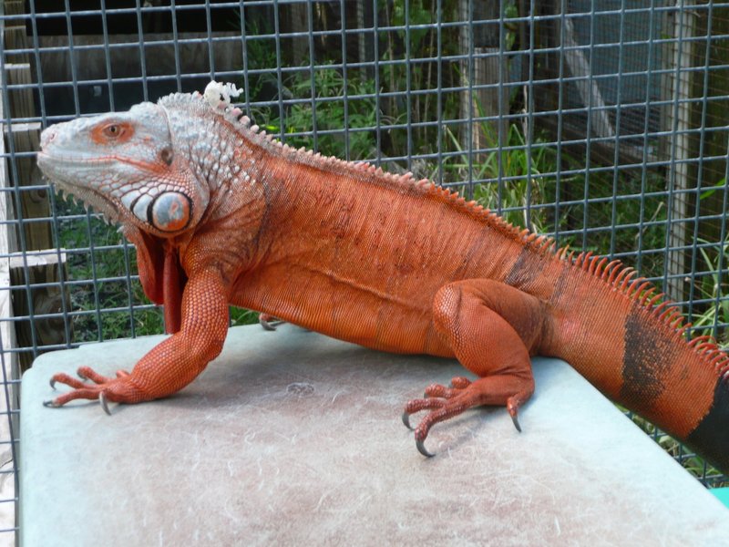 Can A Red Iguana Live Indoors Or Outdoors?