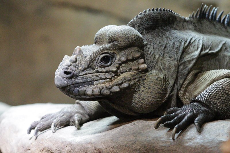 Can A Rhino Iguana Live Indoors Or Outdoors?