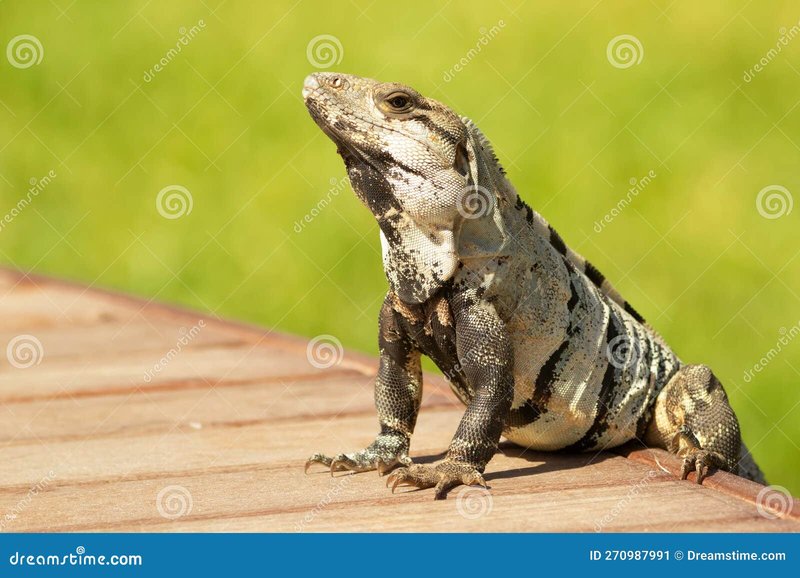 Can A Spiny-Tailed Iguana Live Indoors Or Outdoors?