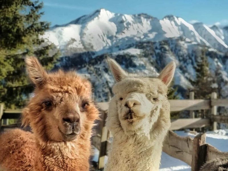 Can Alpacas Live With Goats, Sheep, Or Horses?