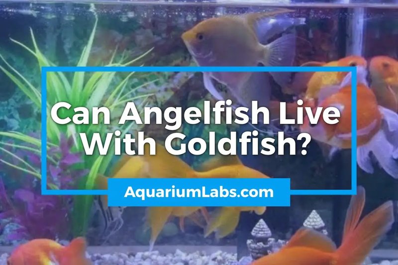 Can Angelfish Live With Other Fish? Compatibility Guide