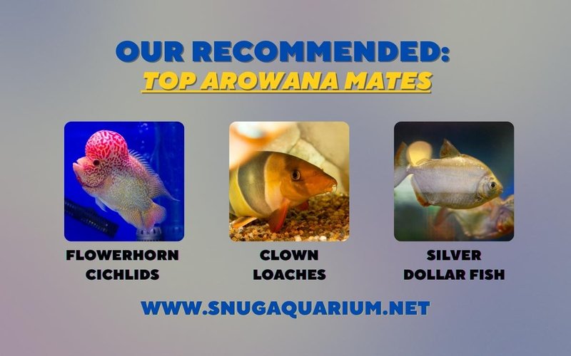Can Arowana Live With Other Fish? Compatibility Guide