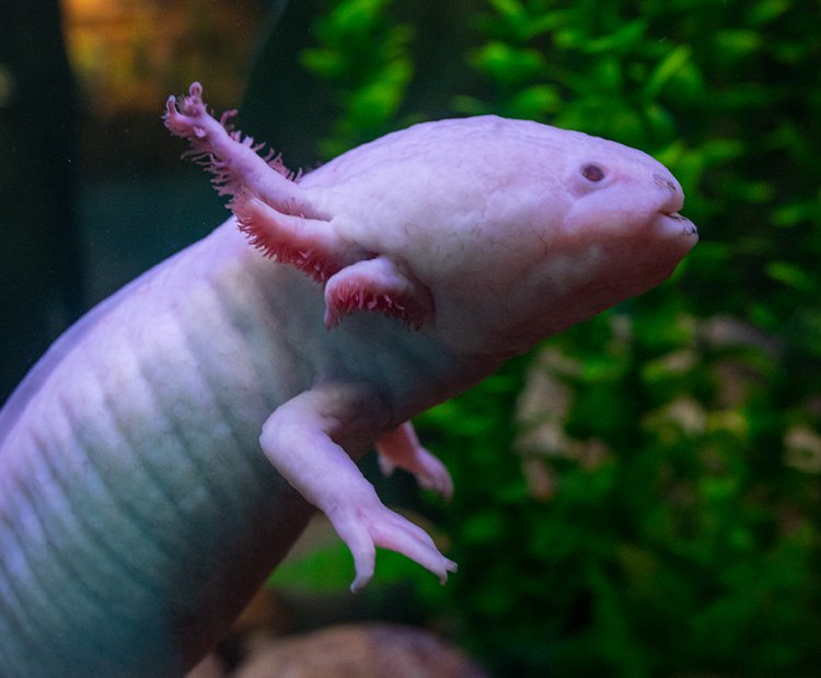 Can Axolotls Live Out Of Water? The Truth Behind The Myth