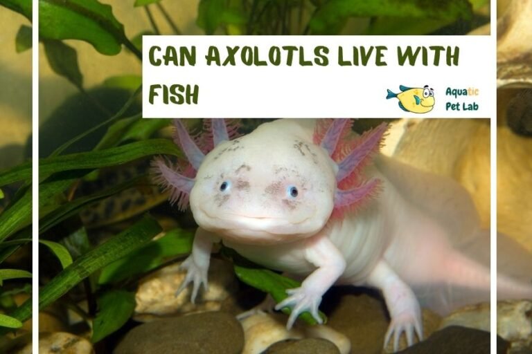 Can Axolotls Live With Fish? Tank Mate Compatibility Guide