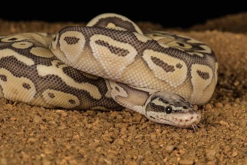 Can Ball Pythons Live Together? Housing Guidelines