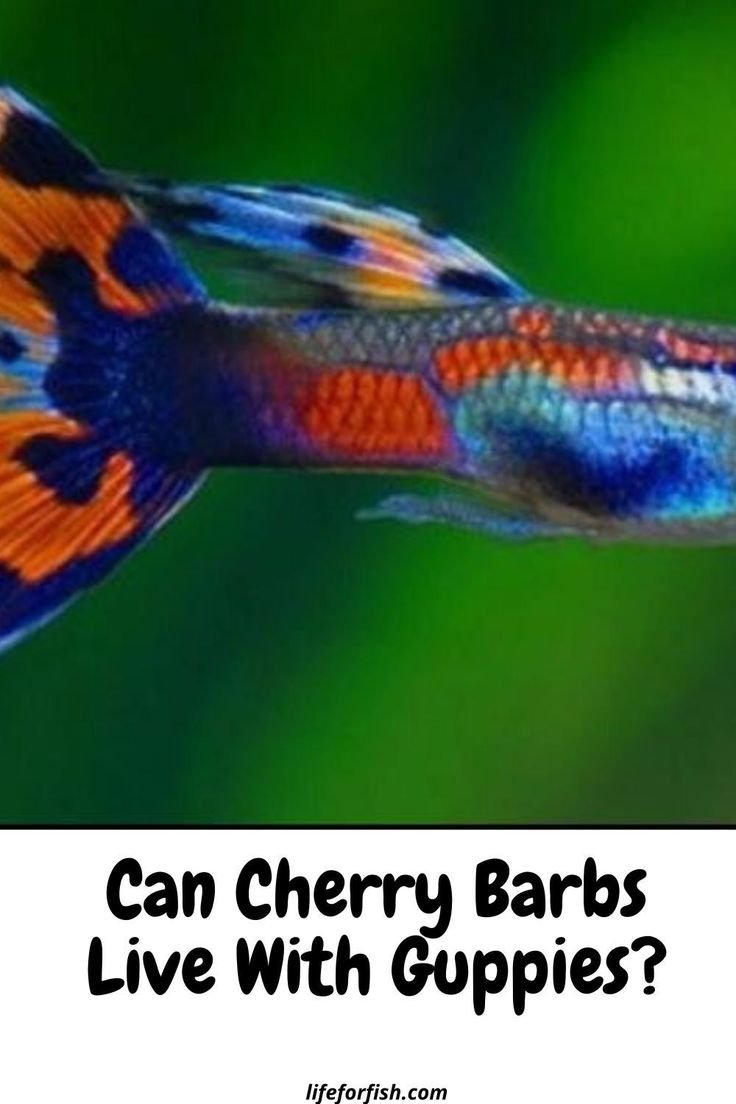 Can Barbs Live With Other Fish? Compatibility Guide