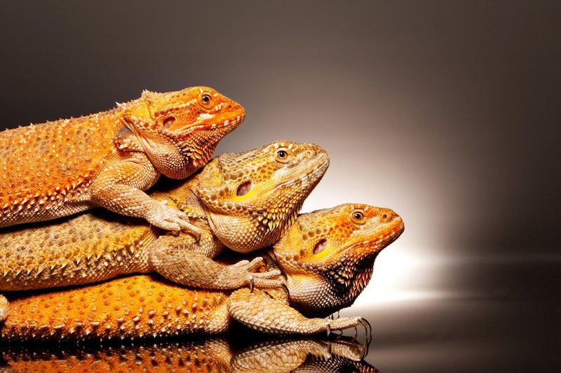 Can Bearded Dragons Live With Other Reptiles?