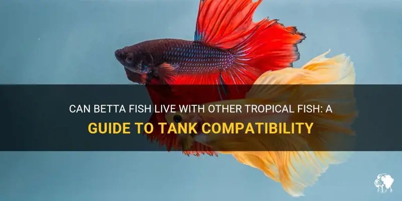 Can Betta Fish Live With Other Fish? Compatibility Guide