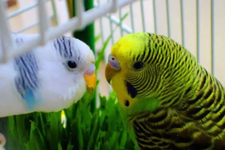 Can Budgies Live Alone Or Do They Need A Companion?