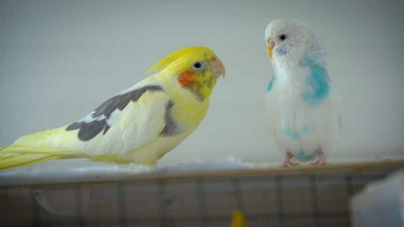Can Budgies Live With Other Birds?