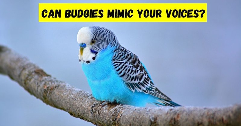 Can Budgies Talk? How To Train Them To Mimic Words
