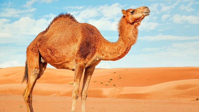 Can Camels Be Kept As Pets? Pros And Cons