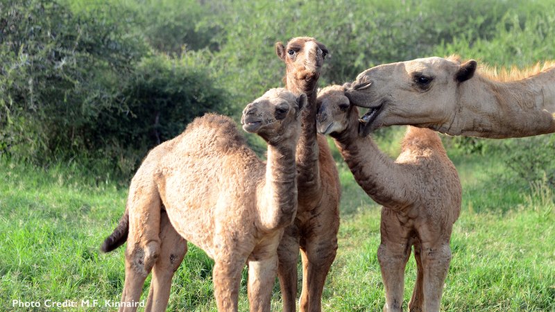 Can Camels Live With Other Livestock?
