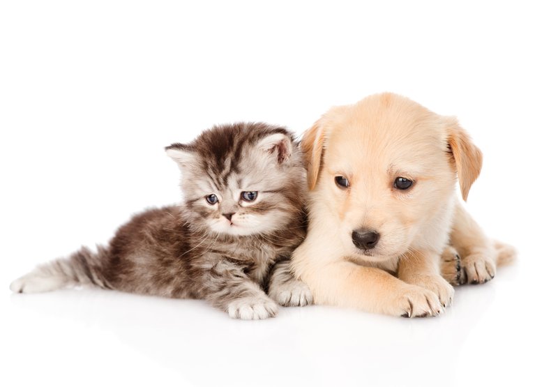 Can Cats Live With Dogs Or Other Pets?