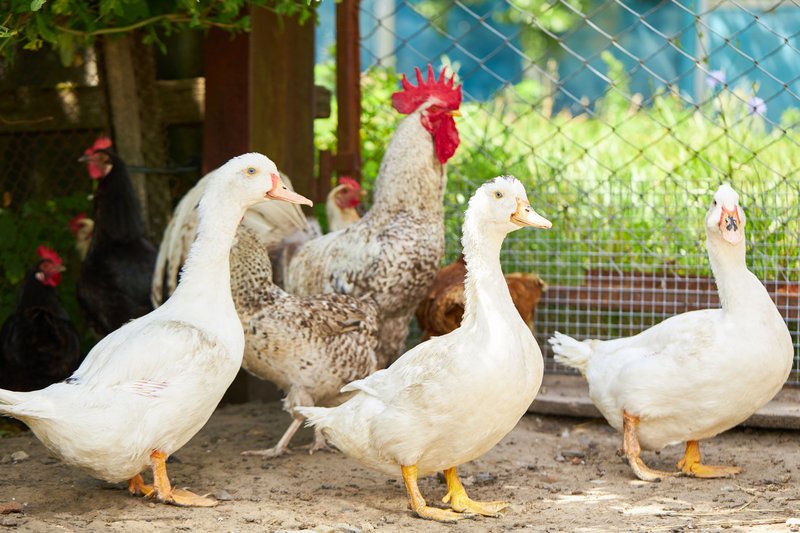 Can Chickens Live With Ducks Or Other Poultry?