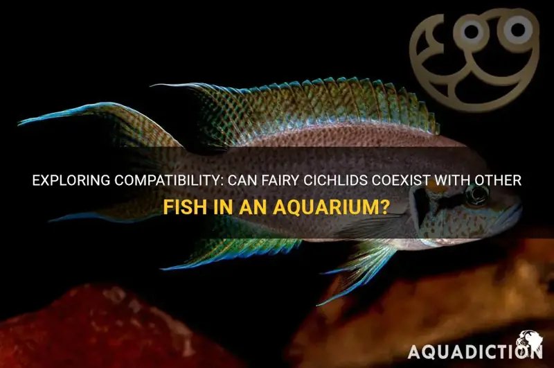 Can Cichlid Live With Other Fish? Compatibility Guide