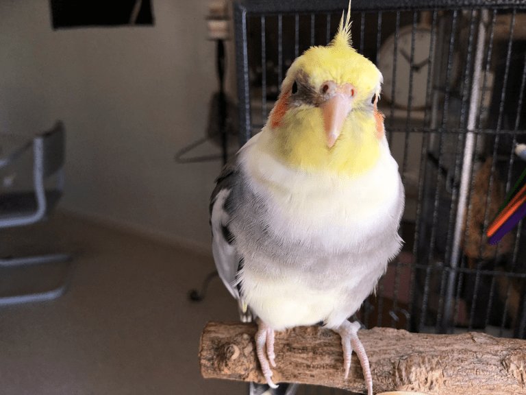 Can Cockatiels Live With Other Bird Species?