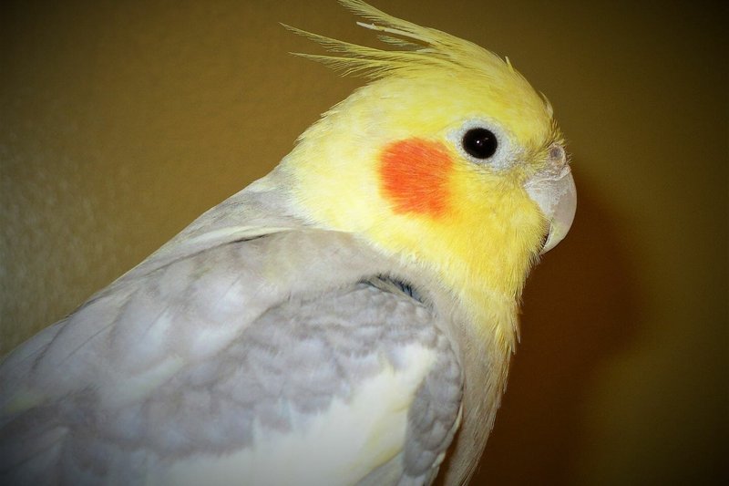 Can Cockatiels Talk? How To Teach Your Bird To Mimic Words