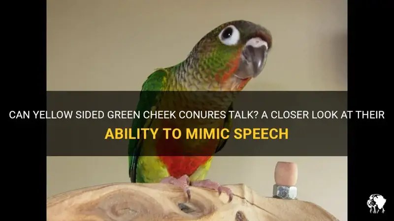 Can Conures Talk? Training Them To Mimic Words