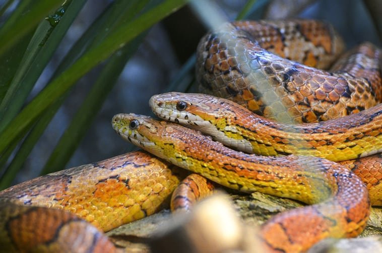 Can Corn Snakes Live Together? Co-Housing Rules