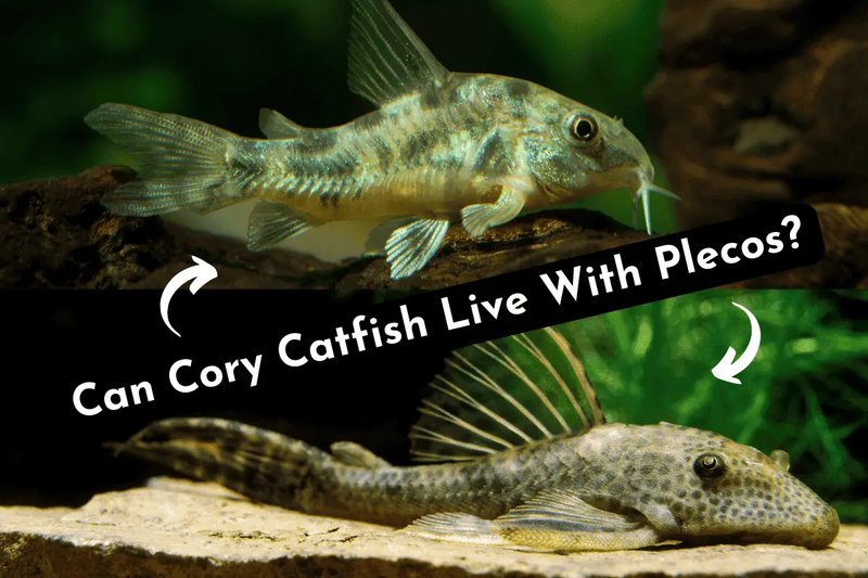 Can Corydoras Catfish Live With Other Fish? Compatibility Guide