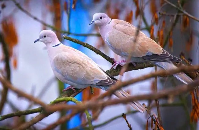 Can Doves Live With Other Bird Species?