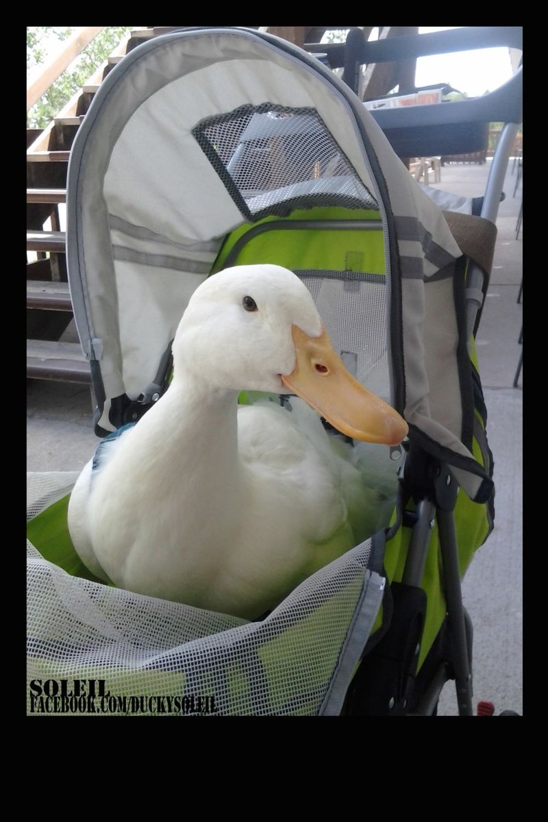 Can Ducks Live Indoors? What You Should Know