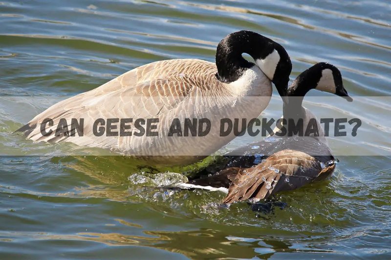 Can Ducks Live With Chickens Or Geese?