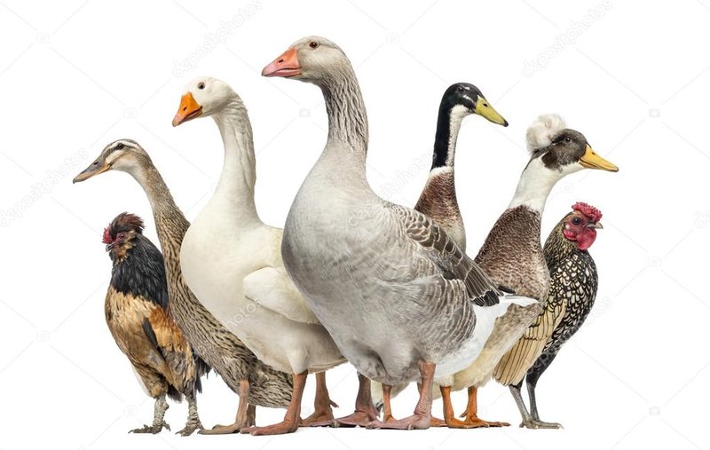 Can Geese Live With Ducks Or Chickens?