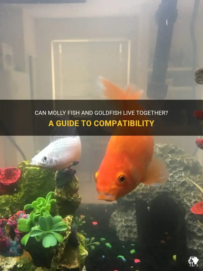 Can Goldfish Live With Other Fish? Compatibility Guide