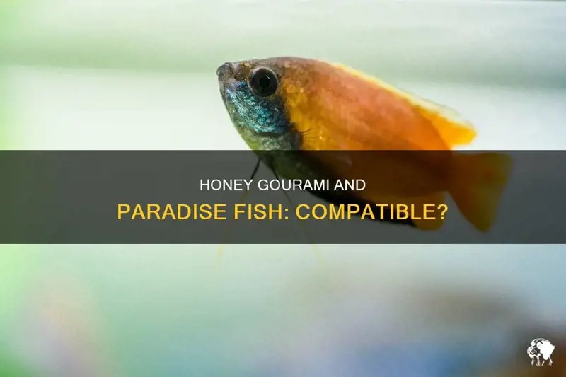 Can Gourami Live With Other Fish? Compatibility Guide