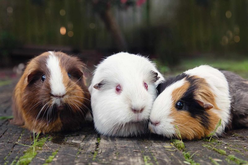 Can Guinea Pigs Live With Other Pets?