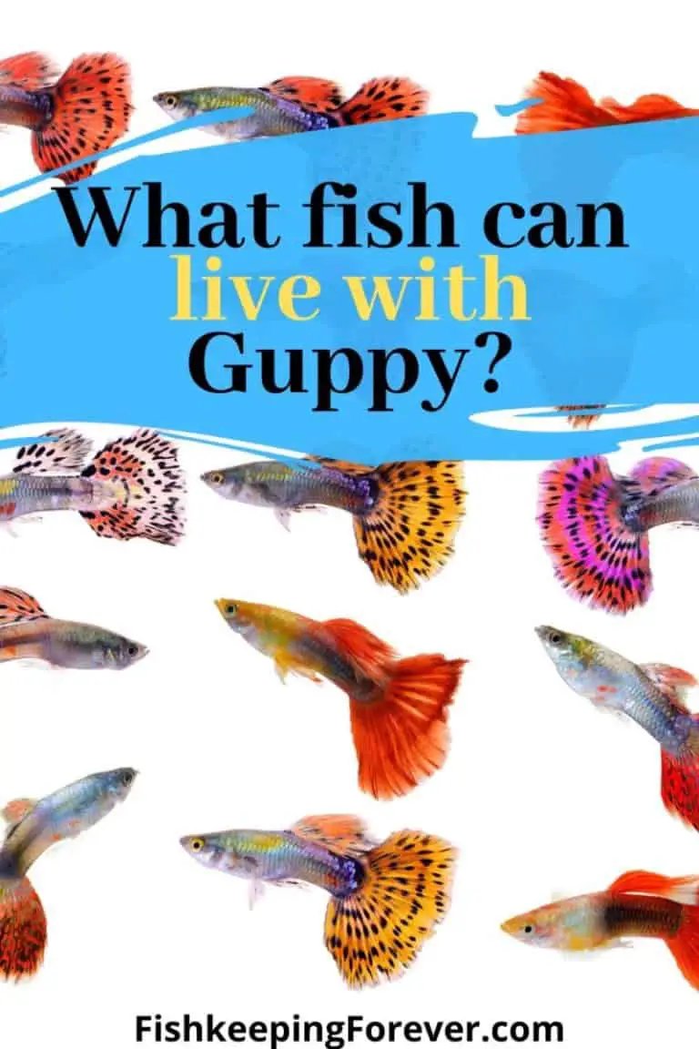 Can Guppy Live With Other Fish? Compatibility Guide
