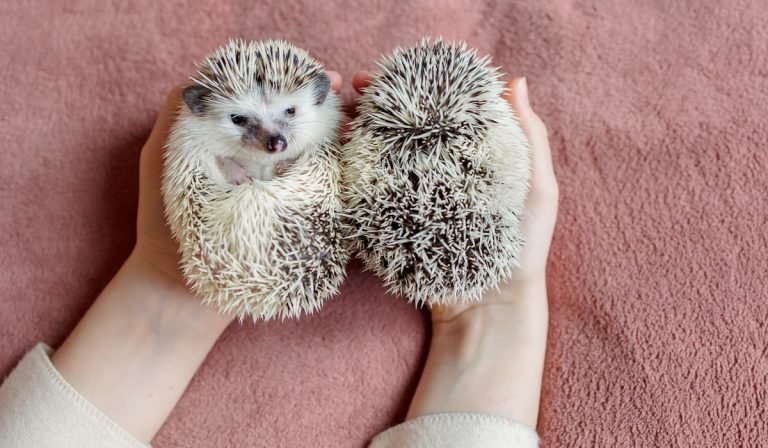 Can Hedgehogs Live With Other Pets? Compatibility Guide