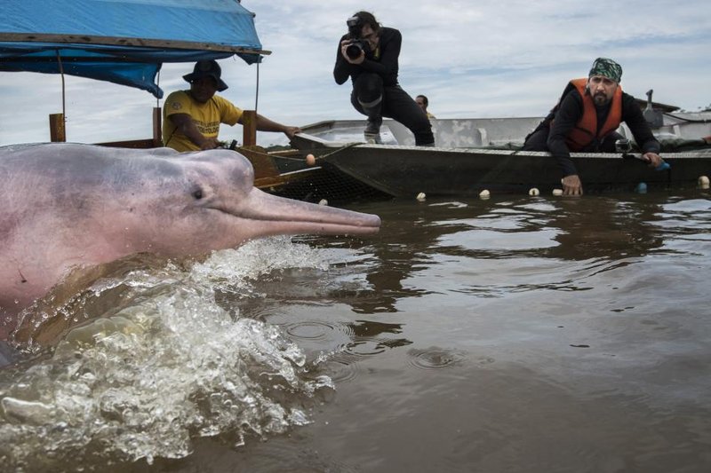 Can Humans Interact Safely With The Amazon River Dolphin?