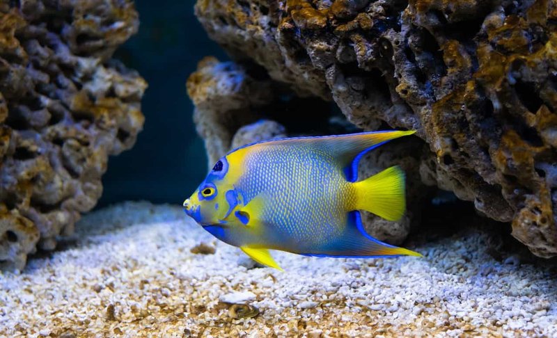 Can Humans Interact Safely With The Angelfish?