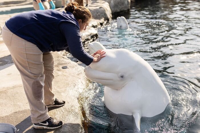 Can Humans Interact Safely With The Beluga Whale?