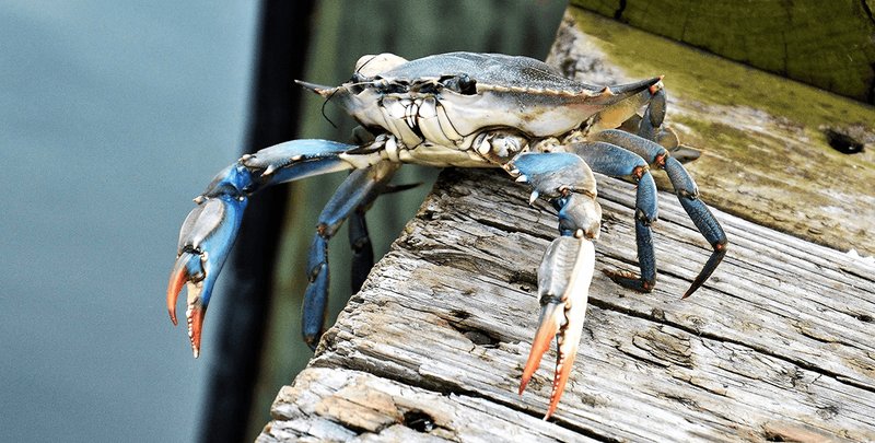 Can Humans Interact Safely With The Blue Crab?